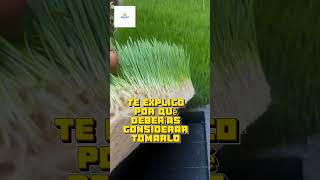 Impulso Inmunológico Natural pastodetrigo superfood wheatgrass clorofila desinflamar [upl. by Cesaria]