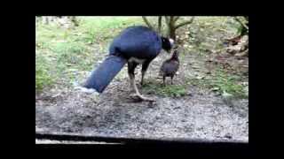 northern helmeted curassow chick hatched at White Oak [upl. by Downe663]