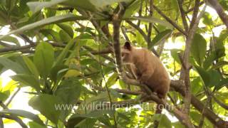 Luwak a species of Civet [upl. by Ramey471]