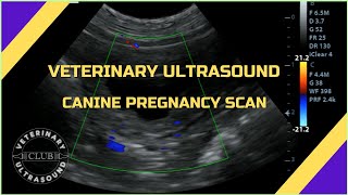 Canine pregnancy scan 32 days [upl. by Eiggam]