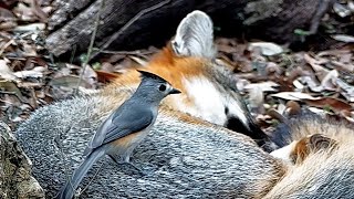 A snoozing fox meets a plucky little blackcrested titmouse [upl. by Haag]