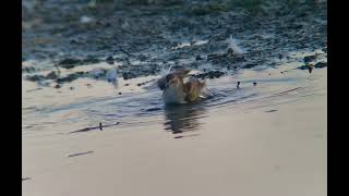 Least Sandpiper Preening [upl. by Tnarg696]