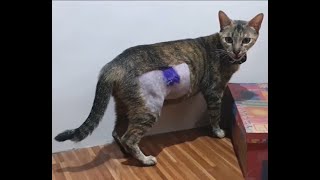 Stray Female Cat Spayed recovered fast and FREED IN 6 DAYS [upl. by Vins]