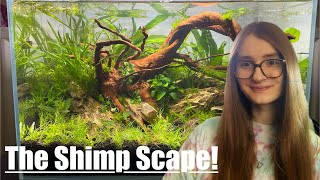 THE SHIMP SCAPE nano planted aquarium tutorialbuild [upl. by Carbrey271]