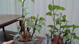 RootingGrowing Sweet Potatoes in Water July 10 2017 [upl. by Suedaht40]