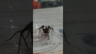 spider feeding time lapse [upl. by Inness]