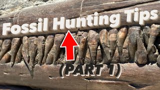 Jurassic Coast Fossil Hunting Tips PART 1 fossilhunterfossilfossilfindersnaturalwonders [upl. by Scevor879]