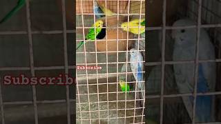 বাজিগর সিঙ্গেল ♥️🦜 shorts birds lovebirds parrot pakhi birdslover baazigar [upl. by Akinajnat]