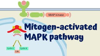 MAPK Signaling Pathway  Animated Explanation [upl. by Karas]