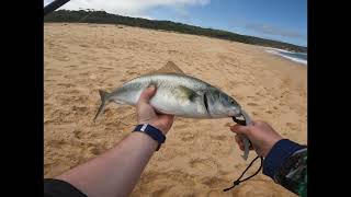 Fishing Merimbula BEST SALMON SESSION IVE EVER HAD [upl. by Byler]