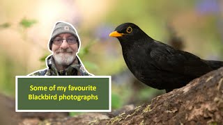 Some of my favourite Blackbird photos with audio and a short video clip at the end [upl. by Ahsienom528]