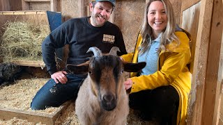 Meet Turnip the fainting goat star of Rain Drizzle Farm [upl. by Enajiram]