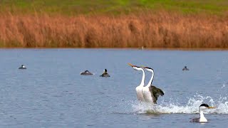 Running on Water Fascinating Western Grebe Courtship Dance [upl. by Anahsed820]