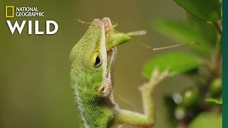 Lizard Looking For Food  Nat Geo WILD [upl. by Llednik]