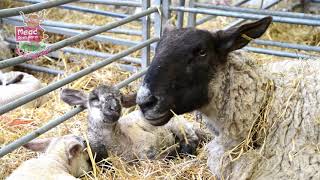 Lambing is Back at Mead Open Farm [upl. by Sloatman]