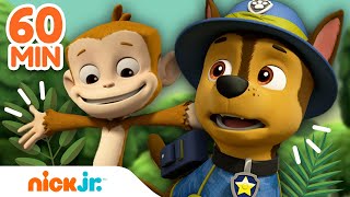 Psi Patrol  Psi Patrol ratuje ZWIERZAKI 🐯 60 minut  Nick Jr Polska [upl. by Argent]