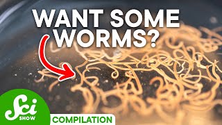 Why Some Parasites Are Actually GOOD And Which Can Kill You [upl. by Lunsford]