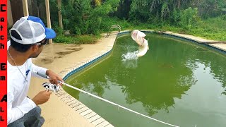 SAVING FISH in ABANDONED SWIMMING POOL Fishing them Out [upl. by Margret]