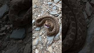 The harmless Rhombic EggEater Dasypeltis scabra showing off its impressive threat display [upl. by Angy]