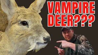 Vampire Deer 2024 SCI Convention [upl. by Xenophon]