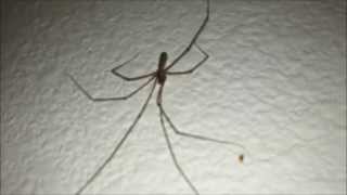 Huge Daddy Long Leg Spider [upl. by Bishop]