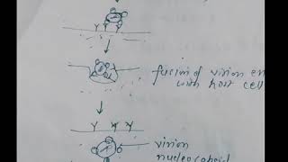 Entry of enveloped virus into Host cell [upl. by Analem535]