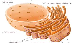 Cytoplasm and organelles  Cytoplasmic Composition  Functions of Organelles [upl. by Eastlake]