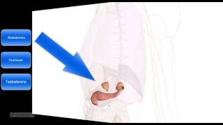 515  Sistema endocrino Anatomia riassunto le ghiandole principali [upl. by Lenuahs]