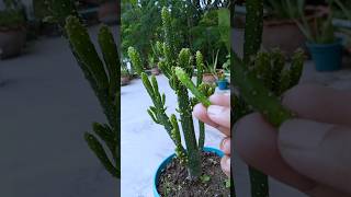 Cut amp Grow Opuntia Monacanthashorts opuntiamonacantha growth [upl. by Balfour]