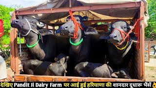 Unloading of Buffaloes of Haryana in Lucknow देखिए Pandit Ji Dairy Farm पर हरियाणा से आई हुई भैंसें [upl. by Rebma]