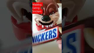 Maddog eating Snickers ASMR satisfying youtubeshorts trending viralvideo shorts short [upl. by Paolo285]