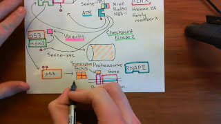 NonHomologous End Joining Part 3 [upl. by Talya]