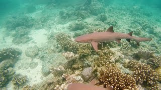 SIPADAN ISLAND SNORKELING [upl. by Kaylee162]