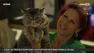 Animaux  Exposition Féline Internationale 2023 [upl. by Eerehs]