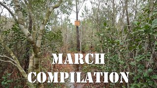 March Compilation  colesfarmnc jacksonvillenc beekeeping [upl. by Enitsej]