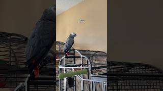 Is Giz or Bloob the liar 🤥 talkingparrot funnyparrot africangrey birds [upl. by Abixah]