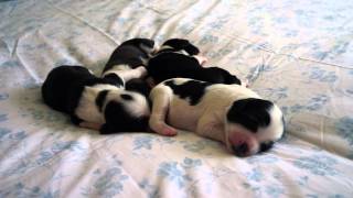 Tibetan Terrier Puppies  Cassies Newborn Pups [upl. by Erodisi]