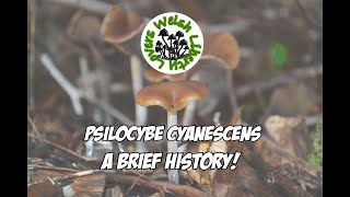 Psilocybe Cyanescens  A Brief History [upl. by Synn]