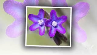 Anchusa  garden plants [upl. by Emarie993]