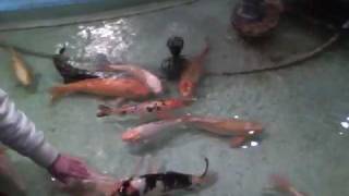 Mongrel Koi at Regency Palace Restaurant [upl. by Harshman653]