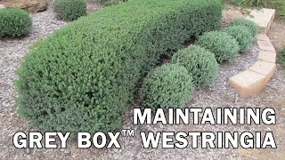 Maintaining Grey Box™ Westringia [upl. by Hcirteid]