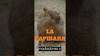 Explorando la vida de la Capibara  El roedor más grande del mundo  Animales [upl. by Noni]