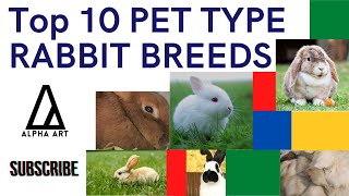 Top 10 Pet Type Rabbit Breeds [upl. by Atoiganap]