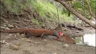 Komodo Hungry hunting deer is very brutal [upl. by Tabbitha]