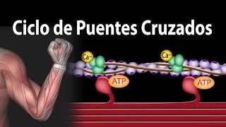 Contracción Muscular  Ciclo de Puentes Cruzados Alila Medical Media Español [upl. by Ruhtra]