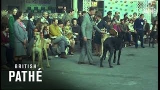 Selected Original  Crufts Dog Show 1970 [upl. by Llyrad]