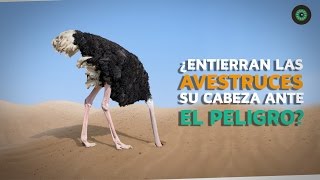 ¿Entierran las avestruces su cabeza ante el peligro [upl. by Keel]