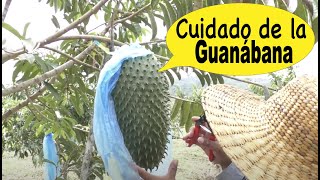 Secretos del Cultivo de la Guanábana Un viaje a la finca [upl. by Repip71]