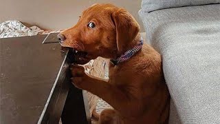 50 Funny Animal Videos To Crack You Up All Long Day [upl. by Innaig]