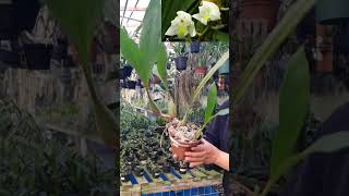 Coelogyne Suaveolens Whatsapp 47 984791939 [upl. by Gallenz]